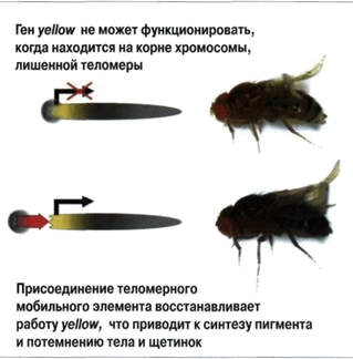 chto-proishodit-na-koncah-hromosom