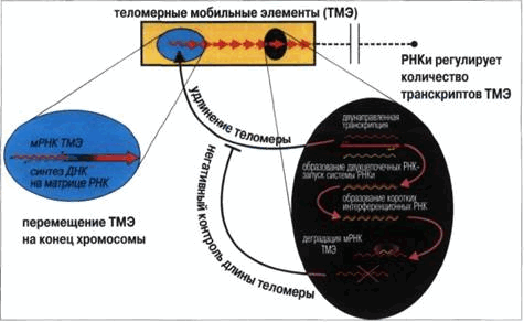 chto-proishodit-na-koncah-hromosom