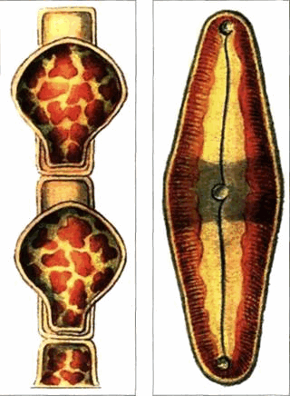 idei-sibirskih-uchenyh-v-nanooblasti