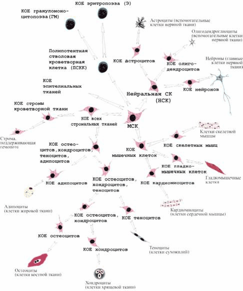 kletochnaya-terapiya-novye-podhody