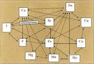 mikroelementy-biologicheskie-regulyatory