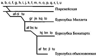 pervaya-model-fileticheskoj-evolucii