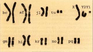 pervaya-model-fileticheskoj-evolucii